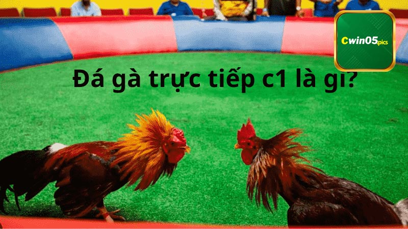 Nắm bắt các thông tin về trận gà đá trực tiếp hôm nay