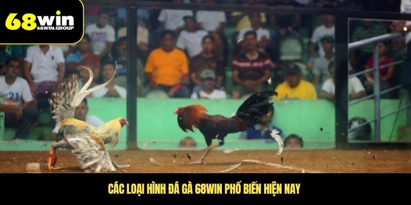 các loại hình đá gà 68win 